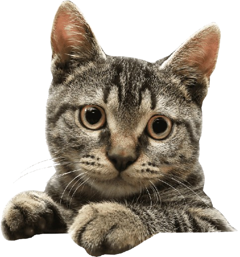 Clínica veterinaria en Calatayud